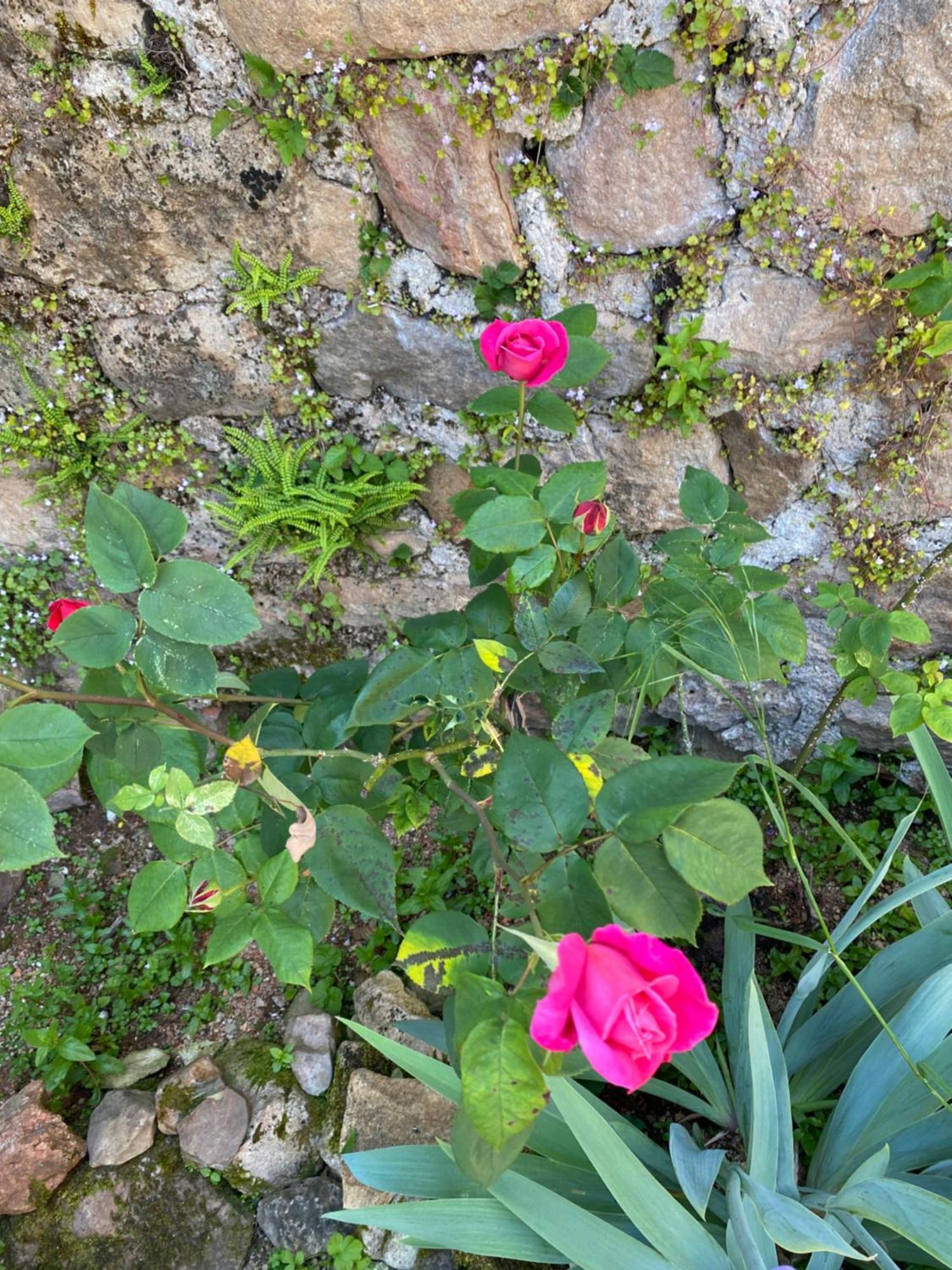 Bergesserin Ferme Fleurie B&B 외부 사진