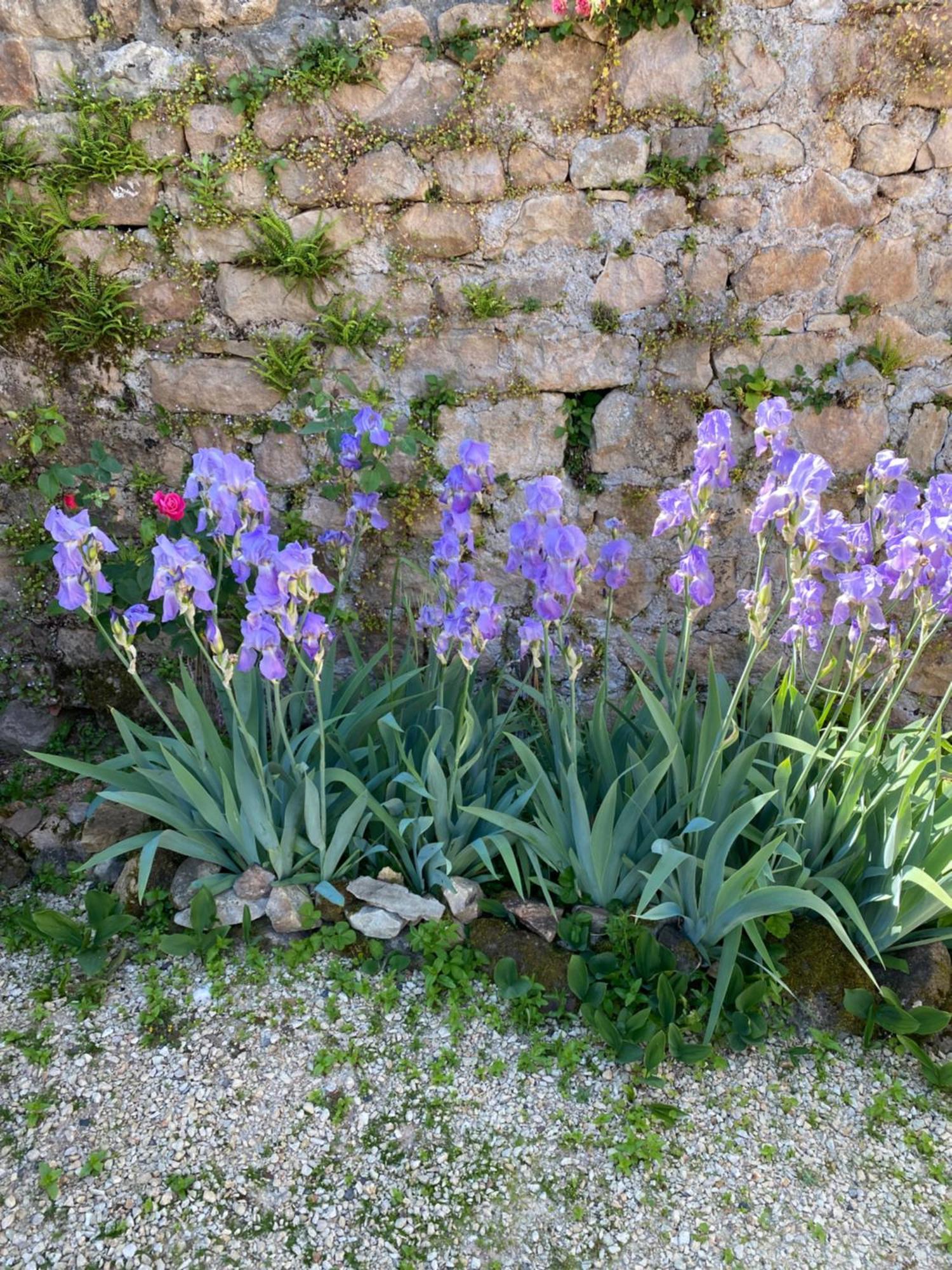 Bergesserin Ferme Fleurie B&B 외부 사진